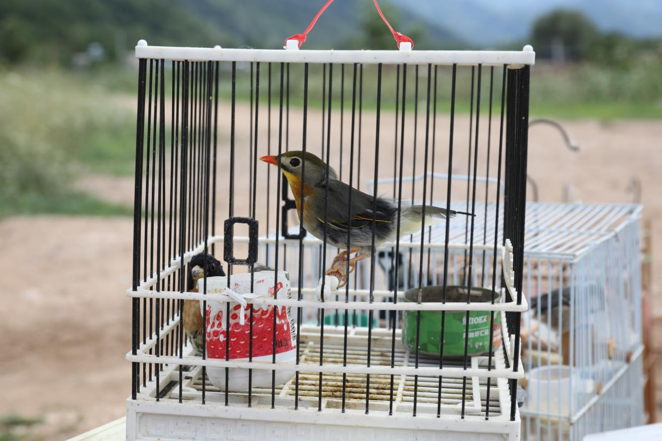32只“精灵”秦岭北麓放飞重返蓝天 西安高新区开展野生鸟类集中放归活动