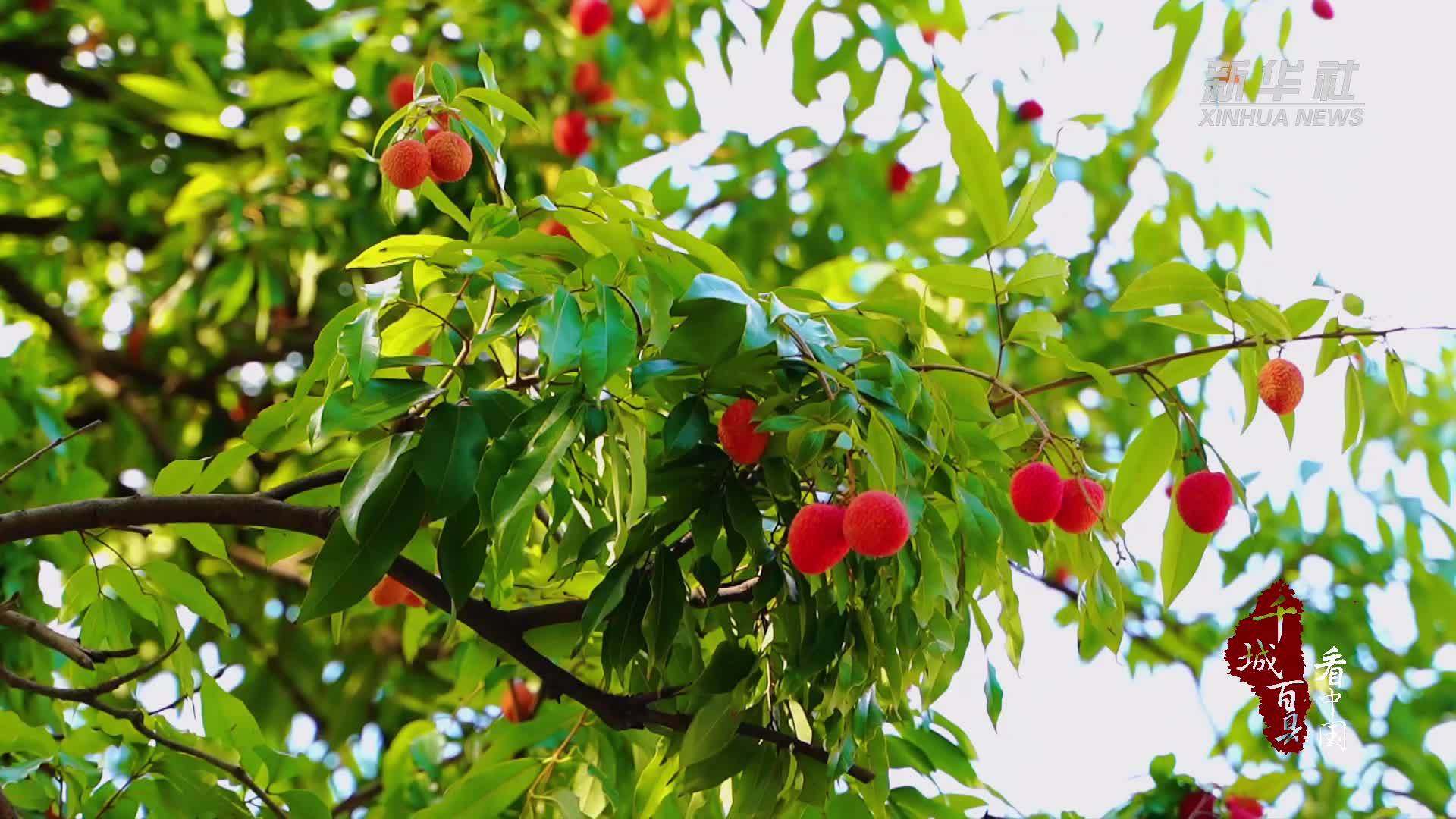 千城百县看中国｜福州鼓楼：荔红映古厝 荷风醉西湖