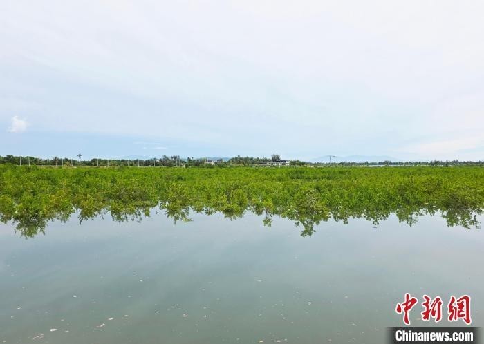 海南陵水红树林国家湿地公园，清退的虾塘变成了红树林。记者 王晓斌 摄