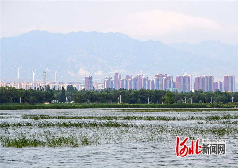 7月8日，拍摄于怀来县城南湿地公园。