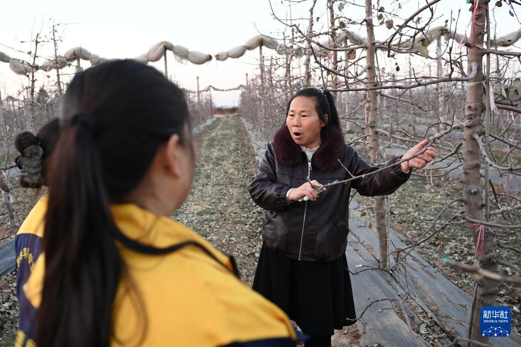 1月9日，在陕西省渭南市白水县秋林苹果专业合作社的果园里，合作社理事长林秋芳（右）讲授苹果枝修剪要点。新华社记者 李一博 摄
