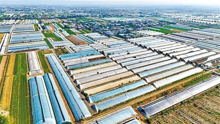 泾阳县云阳镇花马村蔬菜大棚（7月14日摄）。