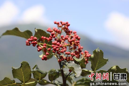 文县花椒穗大粒多、色泽鲜艳　刘玉玺　摄