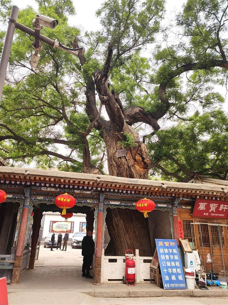 金天观内有着1300年树龄的国槐