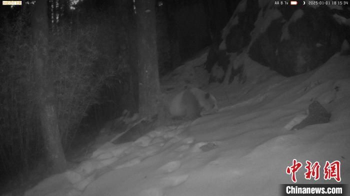 陕西周至国家级自然保护区再现棕色大熊猫。陕西周至国家级自然保护区管理局供图