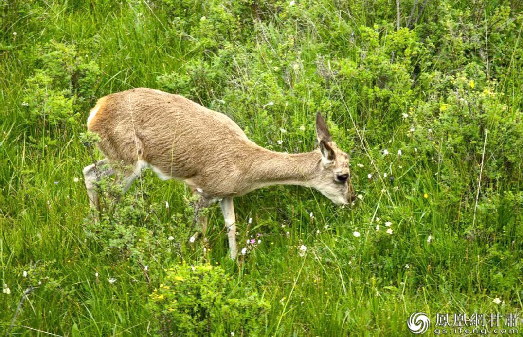 藏原羚在野化训练基地自主觅食