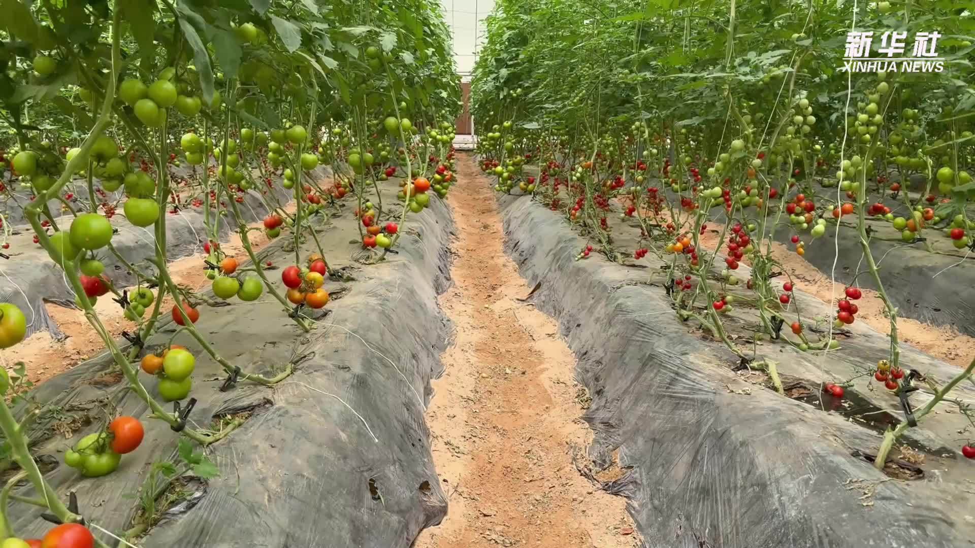 助力阿联酋民众吃上品种丰富的瓜果蔬菜——走访中阿共建的农业基地