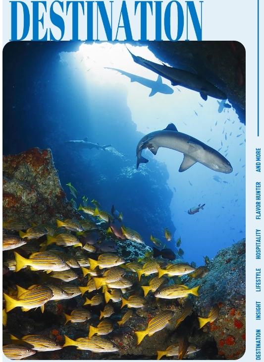 在鲨鱼保护日，去潜水看看它们的家吧