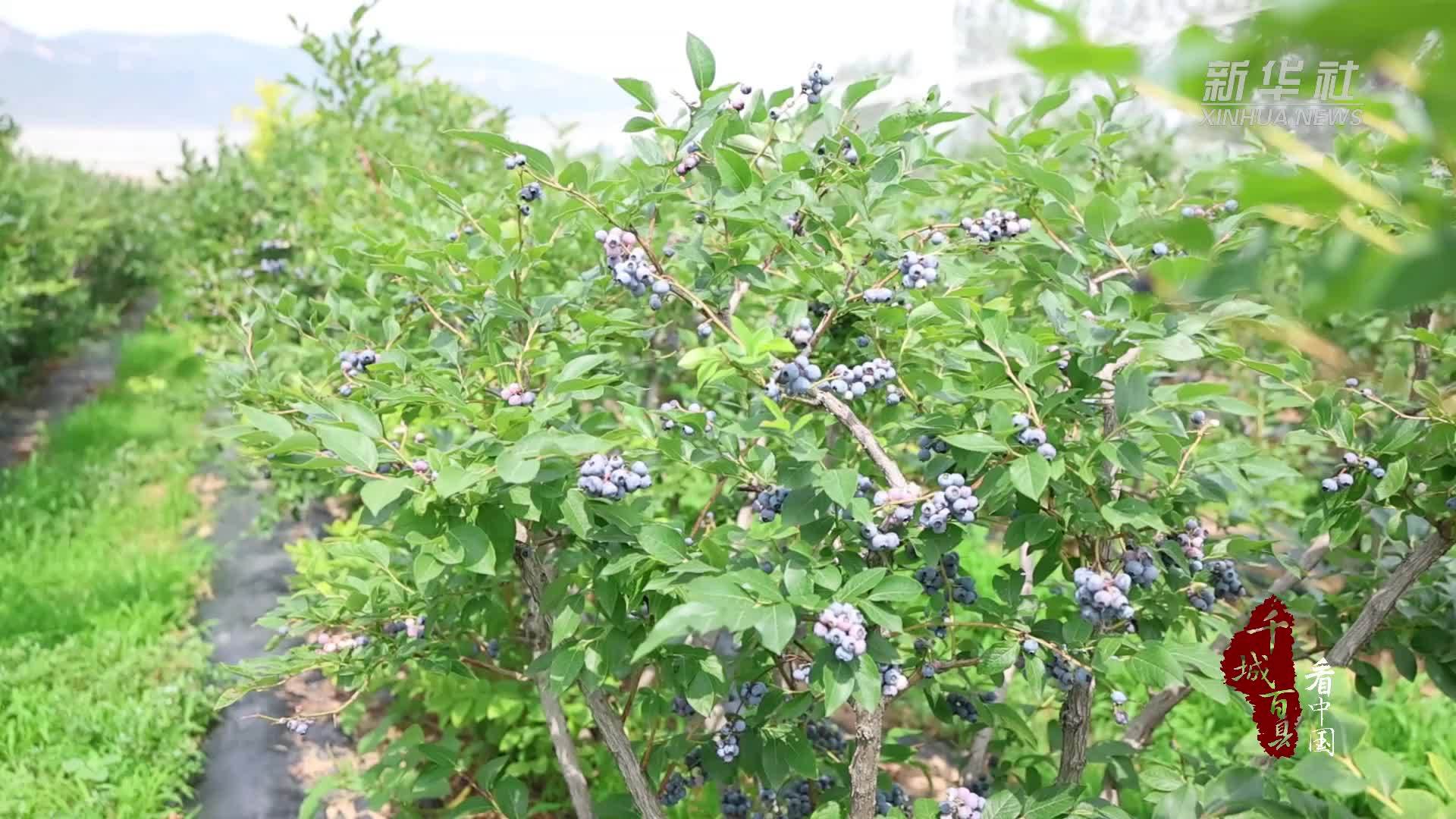 千城百县看中国｜山东枣庄：甜蜜水果赋能乡村振兴