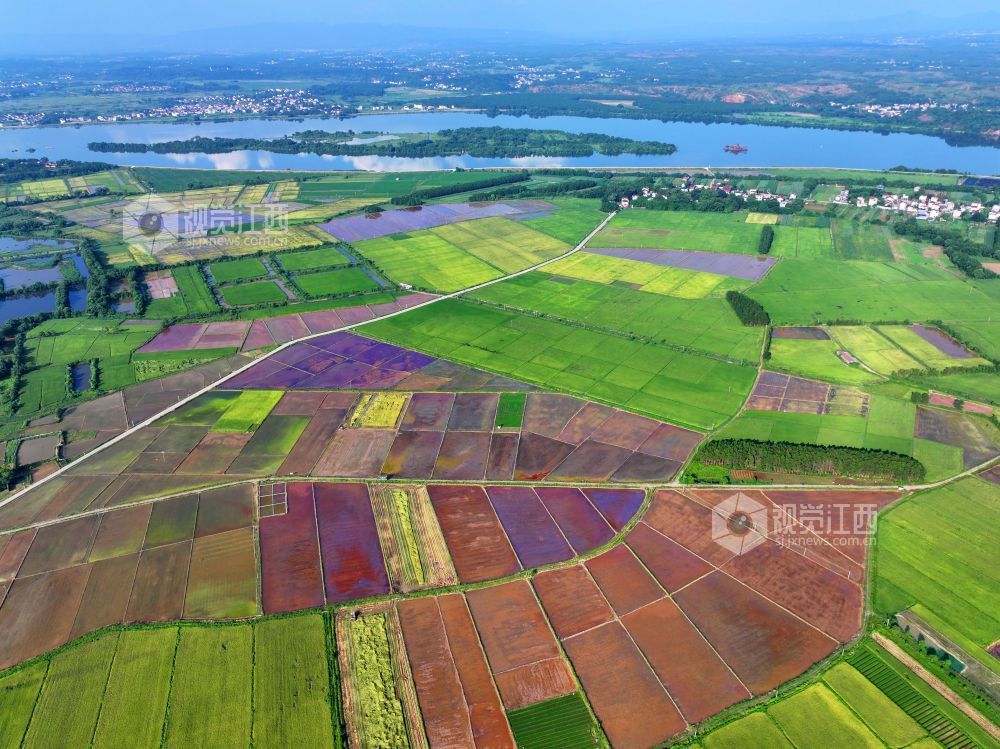 7月14日，江西省吉安市泰和县沿溪镇仓岭村，夏日田园美如画。
