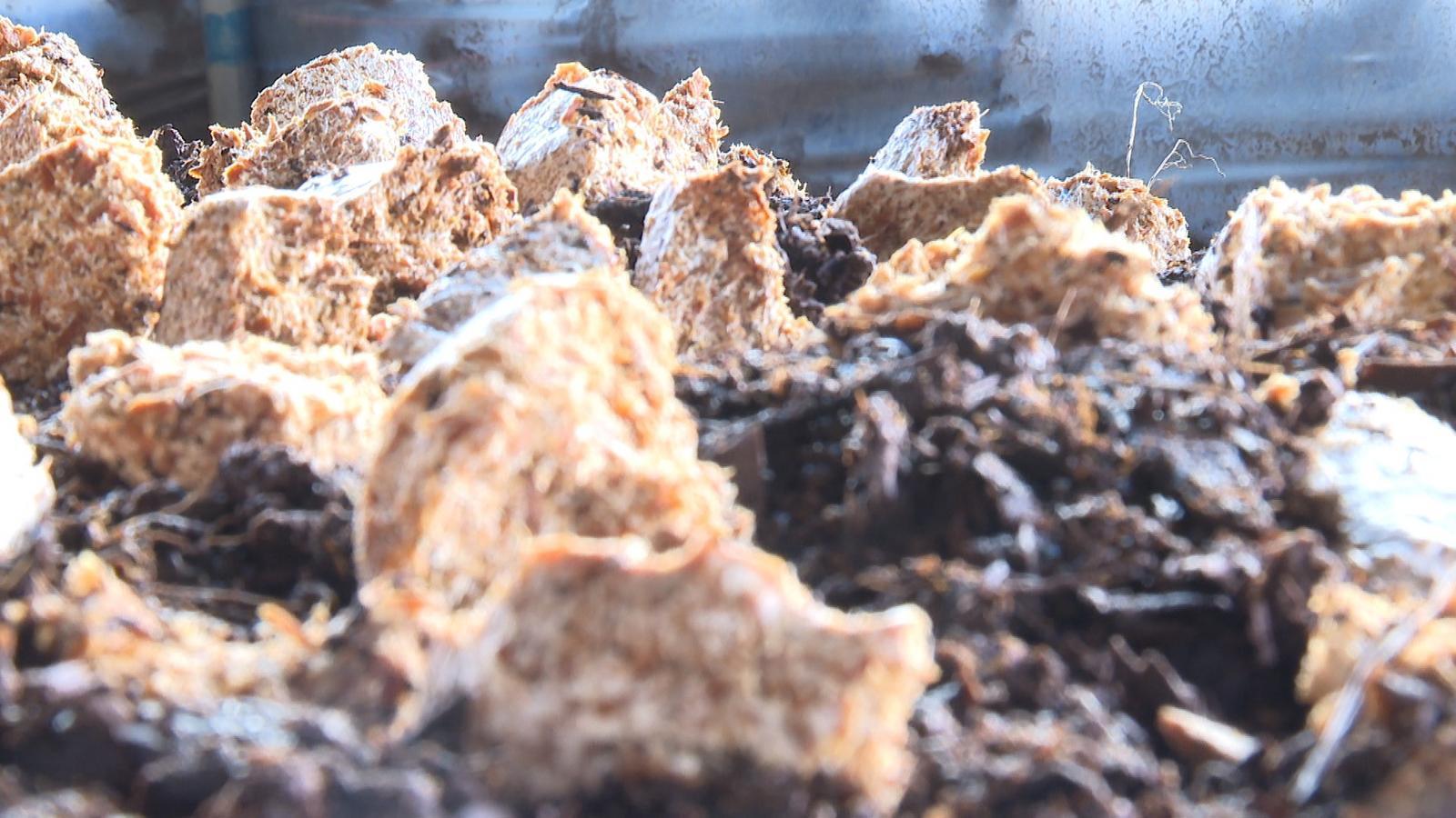 南菇北种添“蘑”力　永昌解锁乡村致富密码