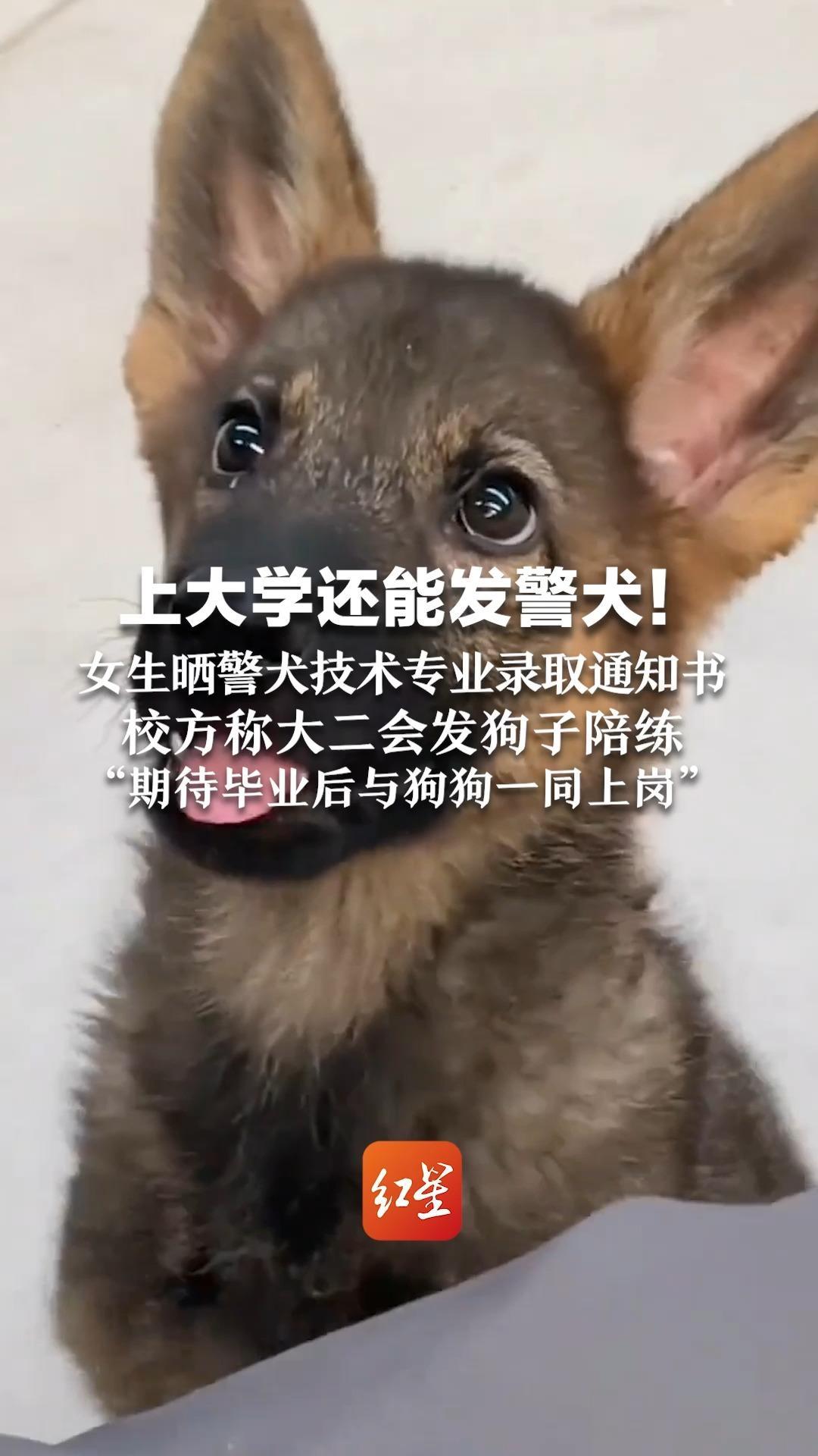 上学还能发警犬！女生晒警犬技术专业录取通知书   校方称大二会发狗子陪练“期待毕业后与狗狗一同上岗”