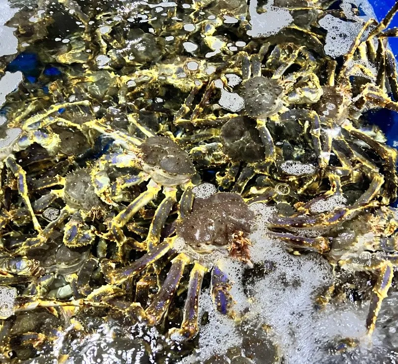 鲜活帝王蟹