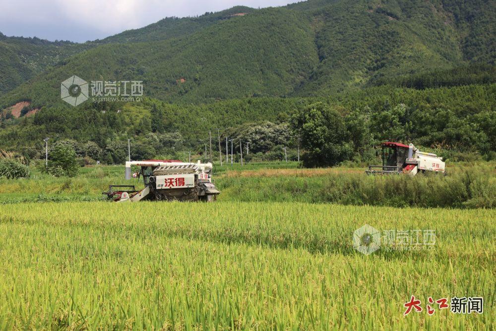 农机手驾驶收割机来回穿梭，收割水稻（贺治斌 摄）