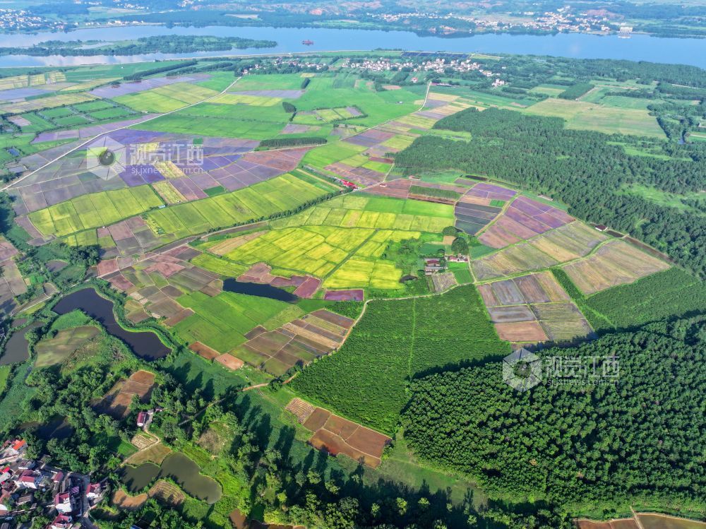 7月14日，江西省吉安市泰和县沿溪镇仓岭村，夏日田园美如画。