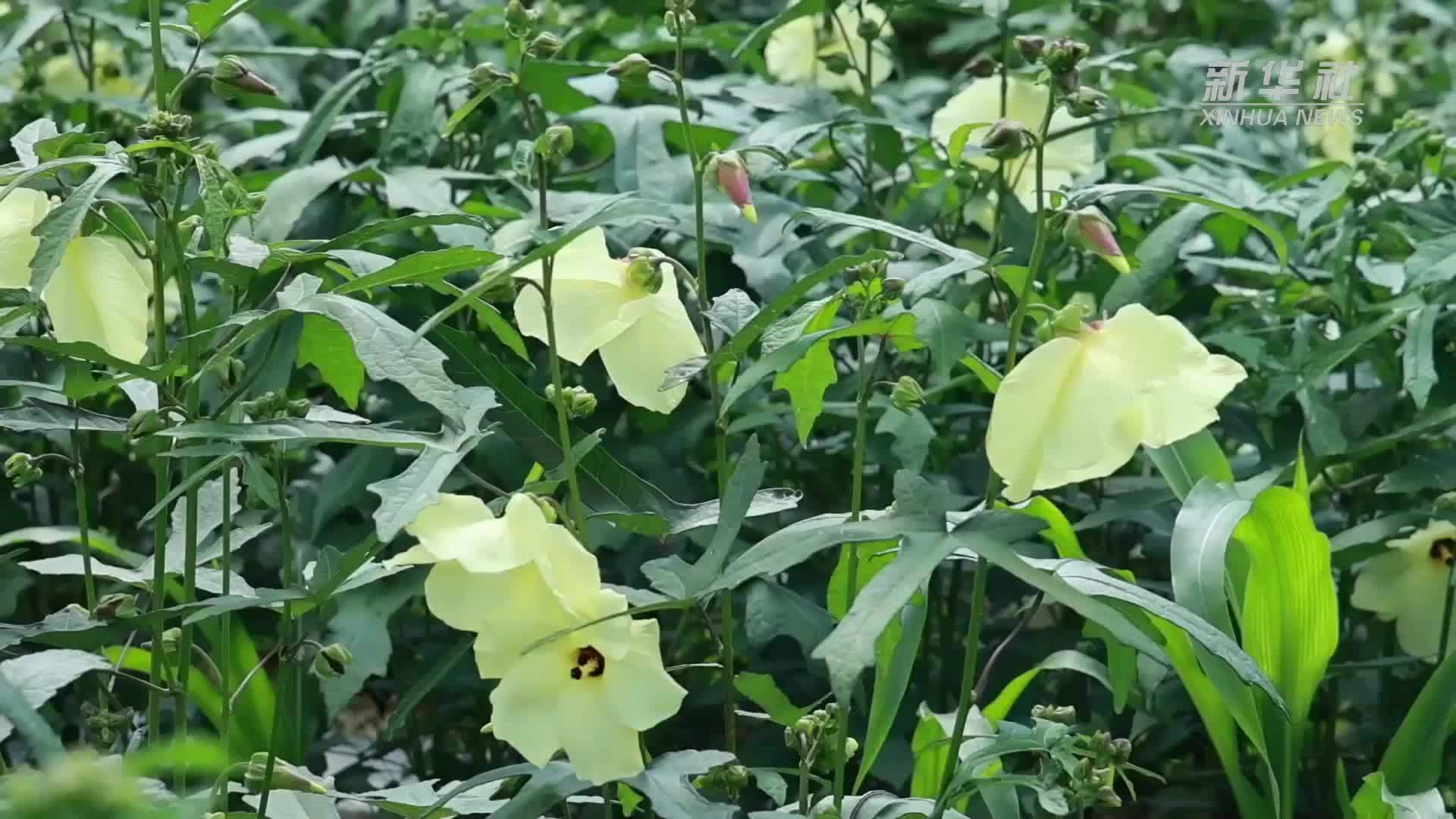 贵州黎平：黄蜀葵花开迎丰收