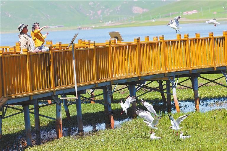 夏日里，甘南藏族自治州碌曲县尕海湿地风光迷人，鸥鸟翔集。游客与在此觅食嬉戏的棕头鸥近距离接触，人鸥和谐共生的画面成为高原湿地的一张靓丽名片。新华社记者　马宁