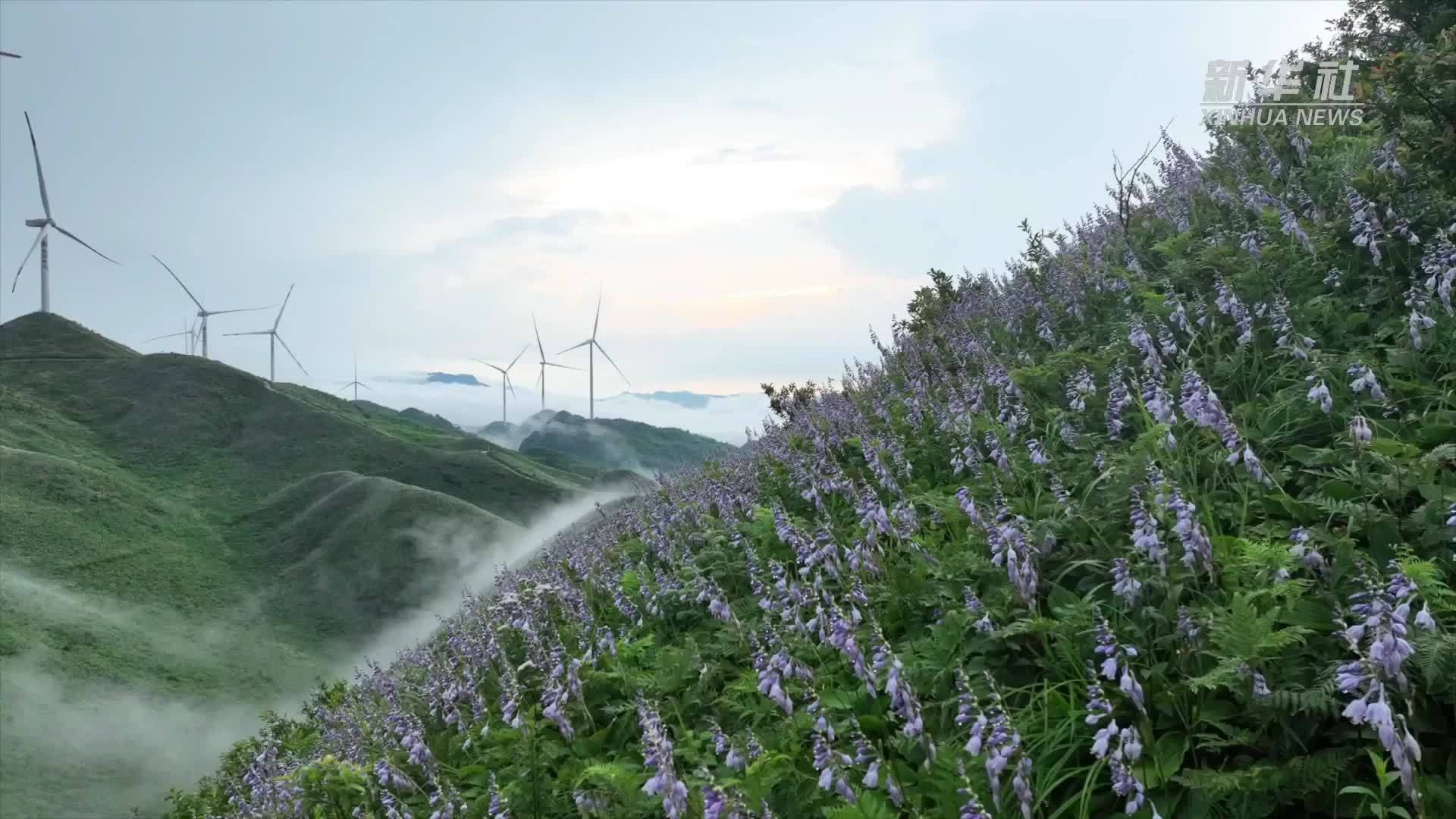 紫色浪漫！贵州金沙万亩玉簪花进入盛花期