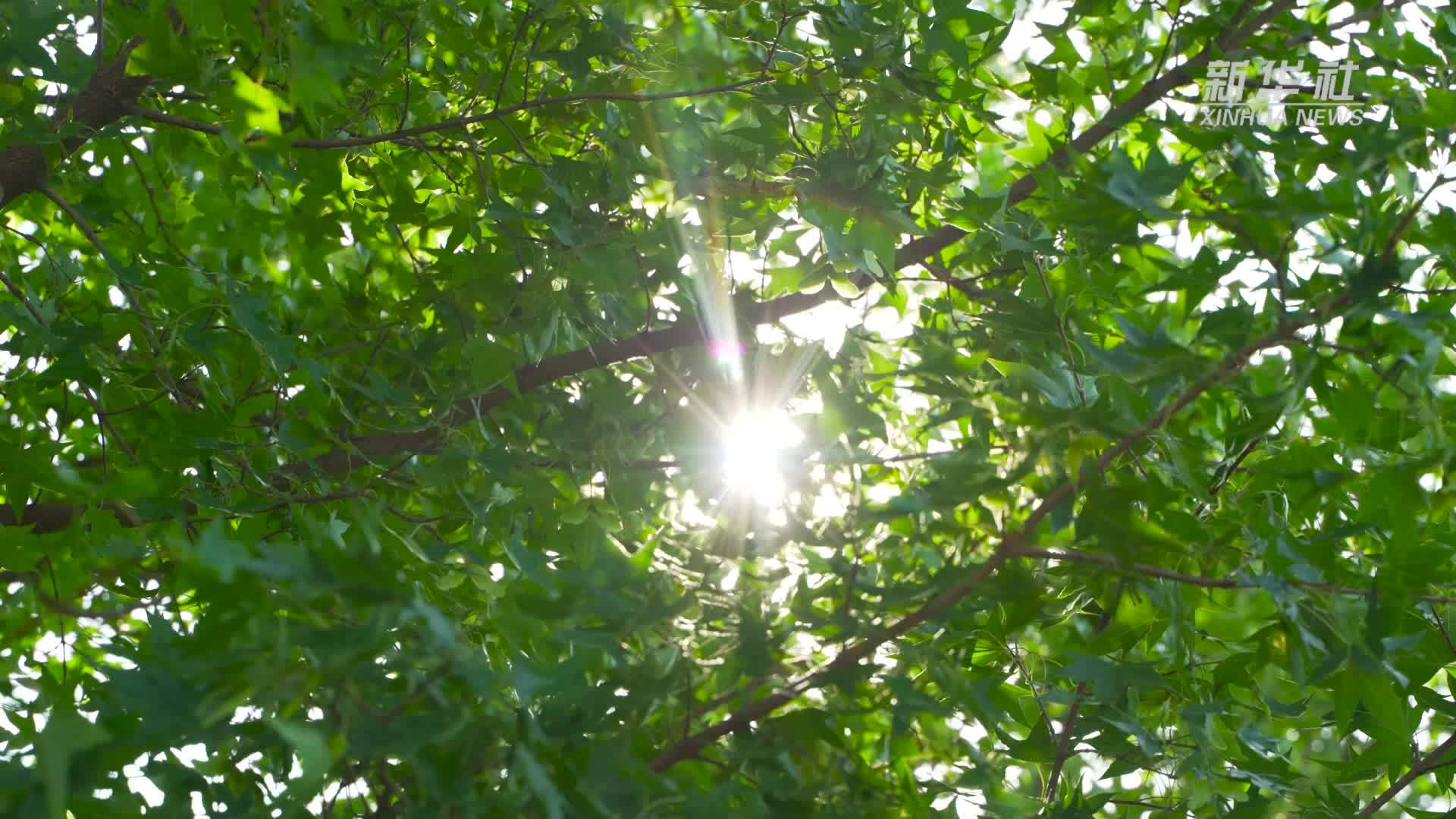 山东淄博：多向发力 应对高温保电“烤”验