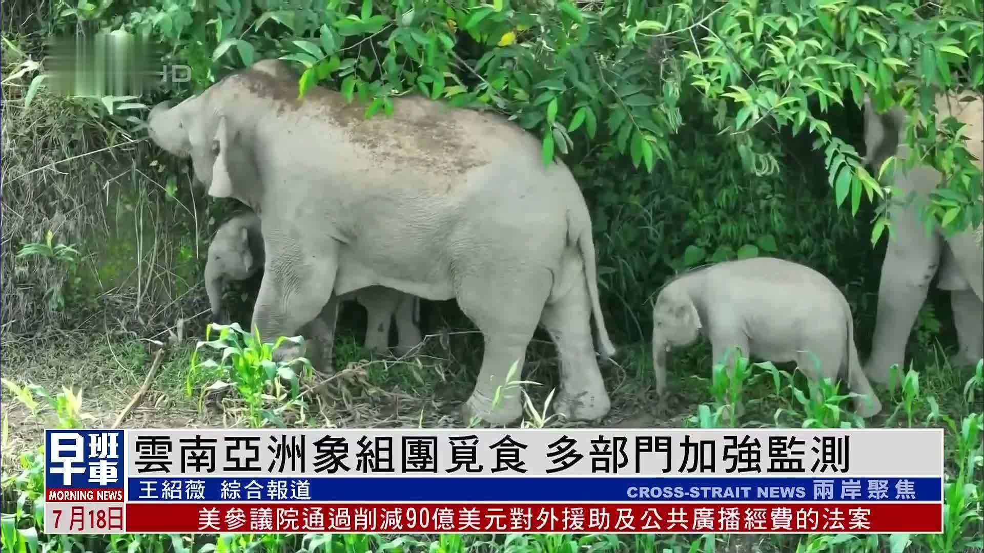 云南亚洲象组团觅食 多部门加强监测