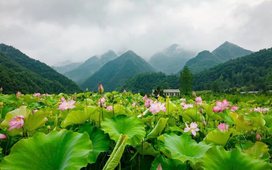 “旅居栾川·心归自然”全域文旅融合创新营销案例入选“文旅好品牌”2025年度县域及乡村振兴品牌案例