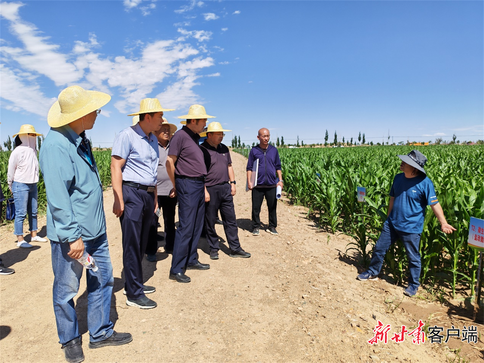 省农科院专家介绍盐碱地改良试验成效