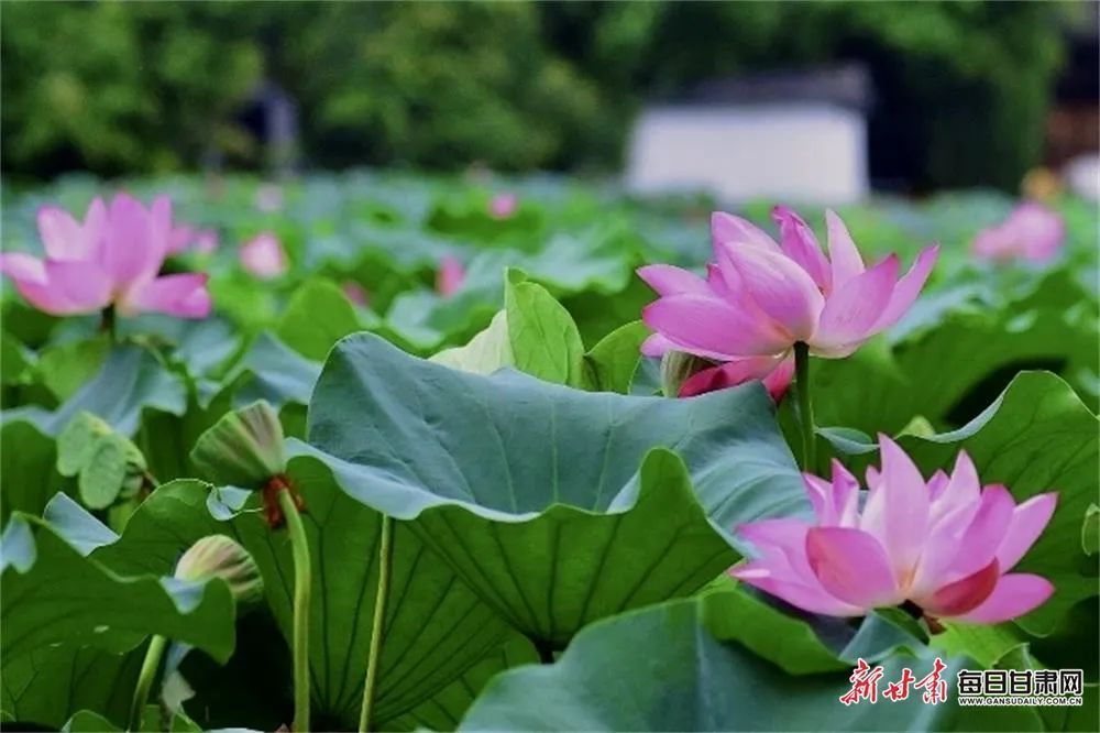 陇南西和晚霞湖湿地公园　巩凡　摄