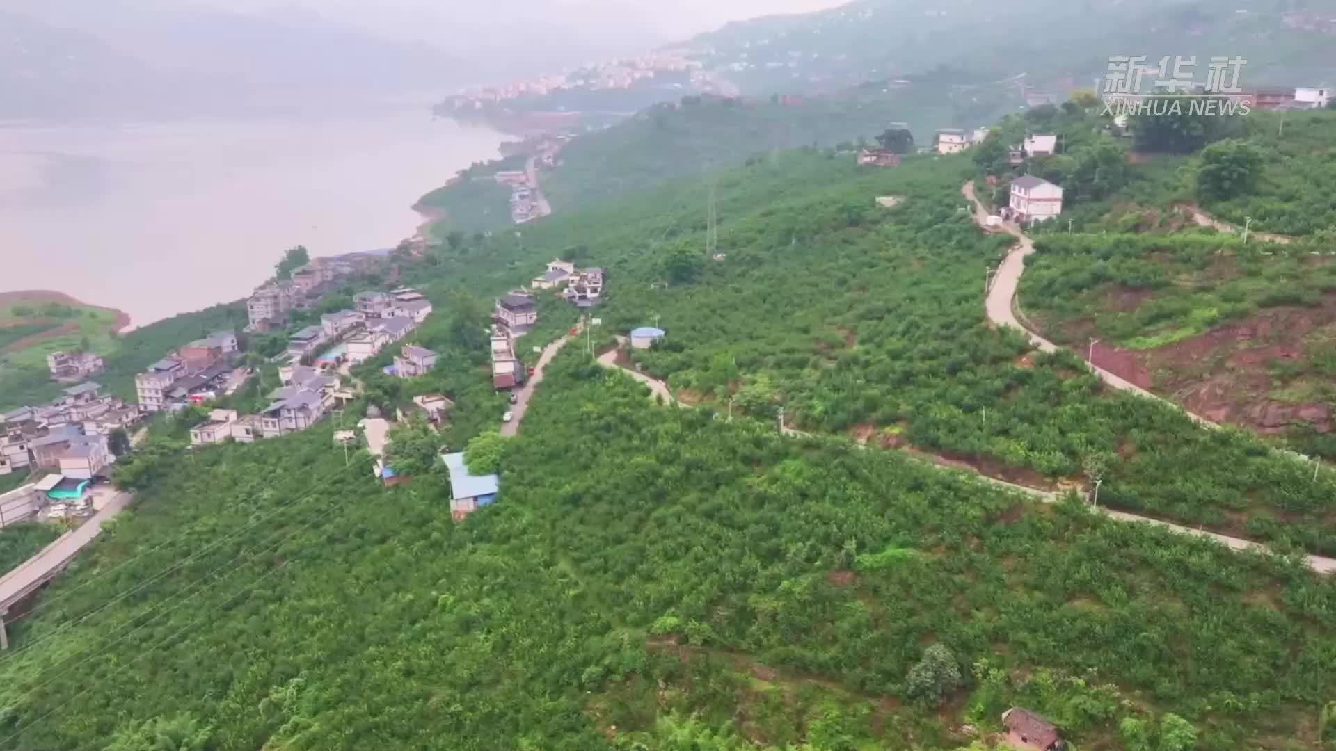 云南绥江10万亩“半边红”李子甜蜜上市