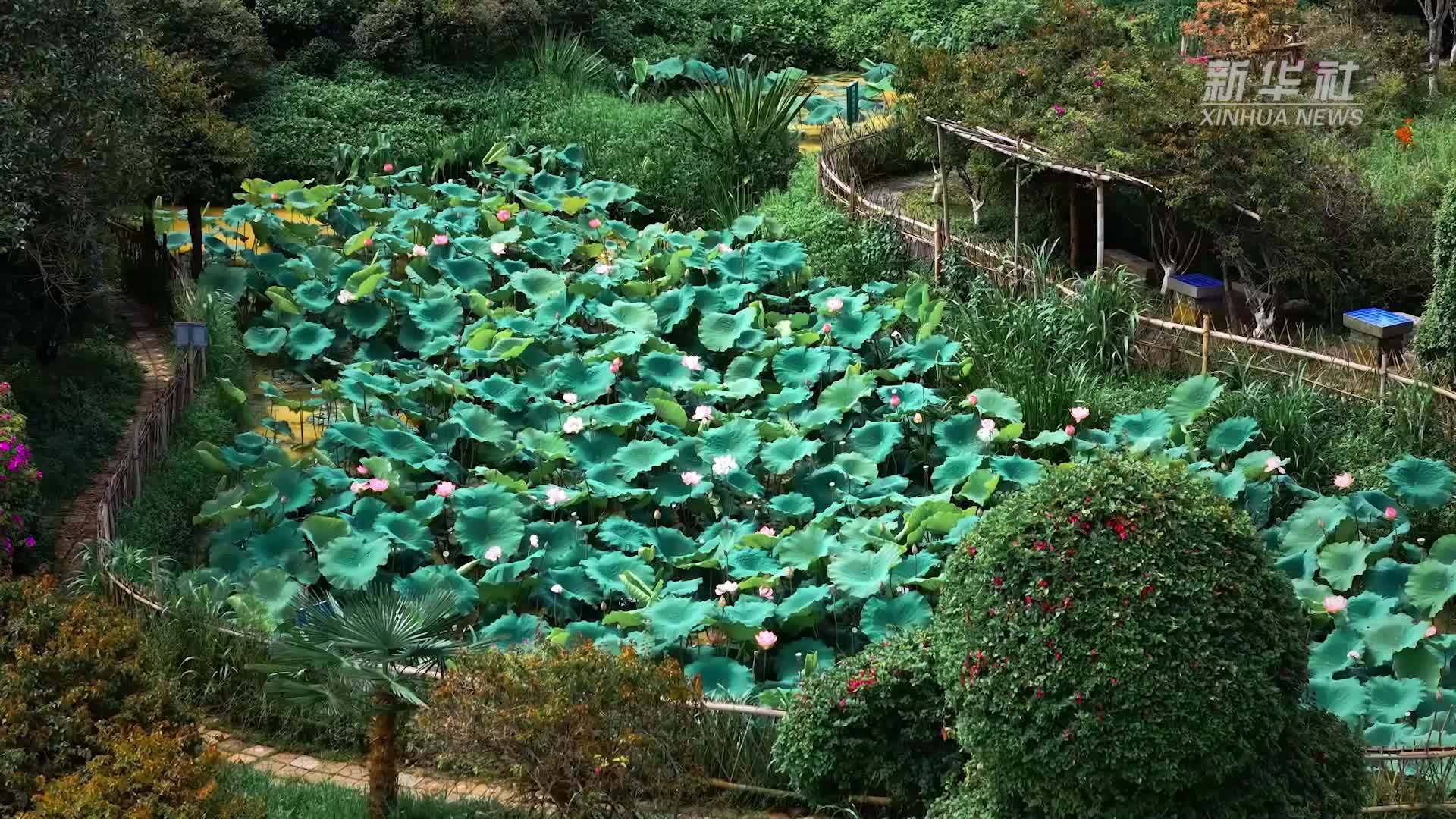 千城胜景｜云南临沧临翔：风动荷香起 盛夏款款来