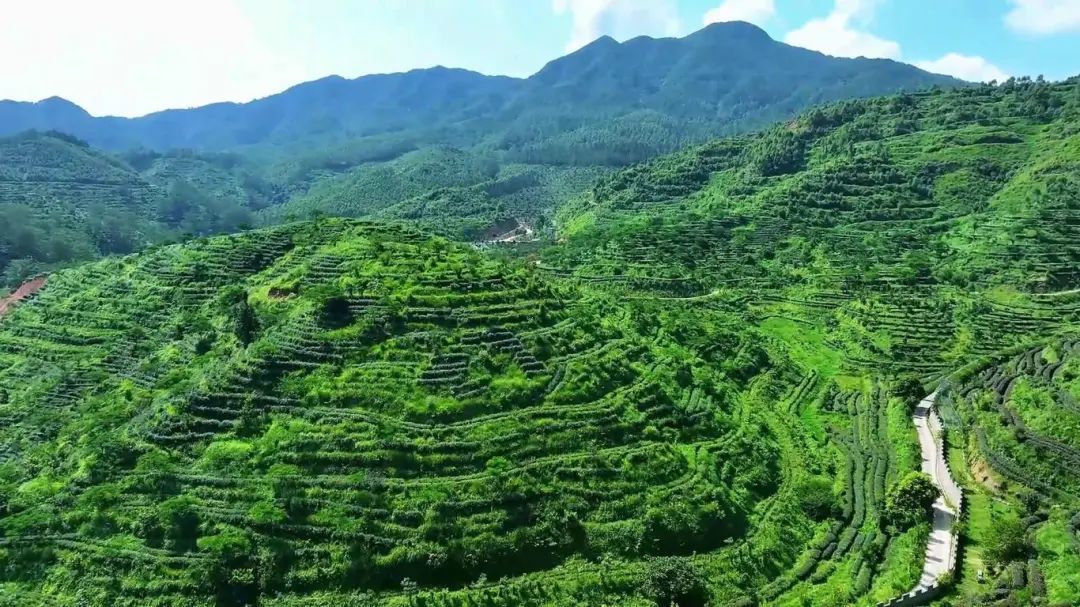 院士专家齐聚！以茶为媒！推介开平大沙茶！