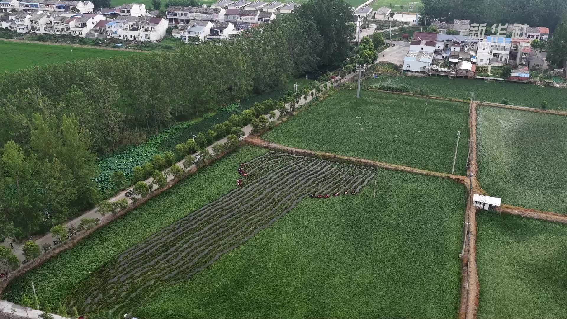 江苏淮安：夏日水乡采菱忙