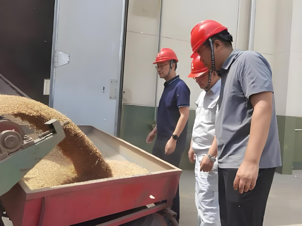 山东嘉祥国家粮食储备库有限公司的夏粮收购现场。（受访者供图）