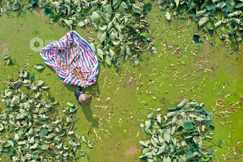 采莲正当时（图）