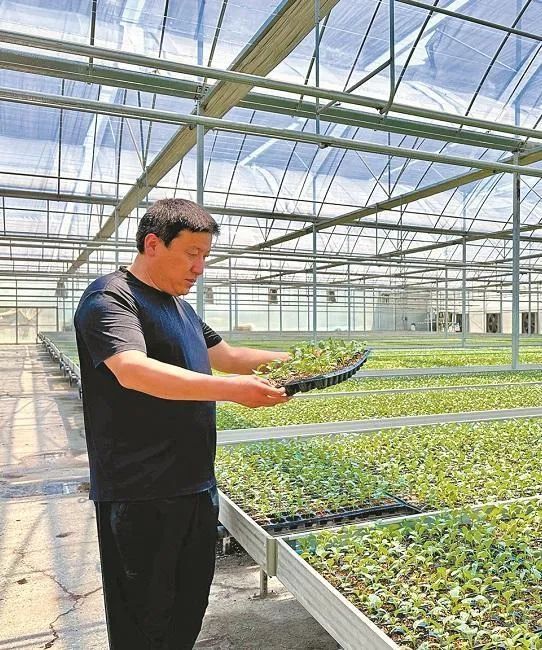 7月2日，在陕西泾润丰农现代农业开发有限公司智能育苗温室，公司负责人杜庆查看种苗长势。