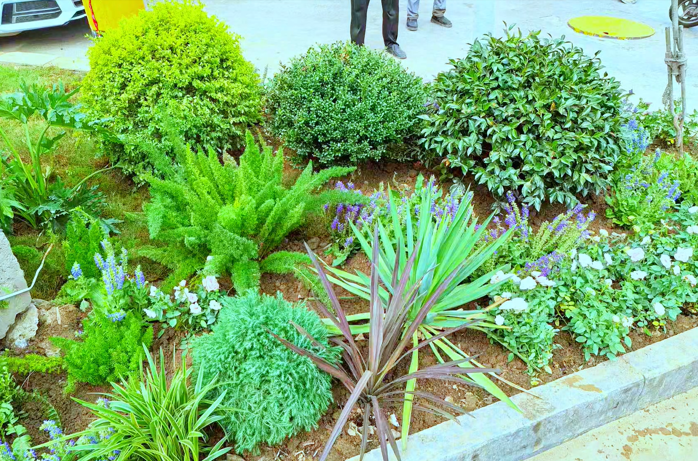 柘城县老城：转角邂逅“花境” 烟火里藏着小确幸