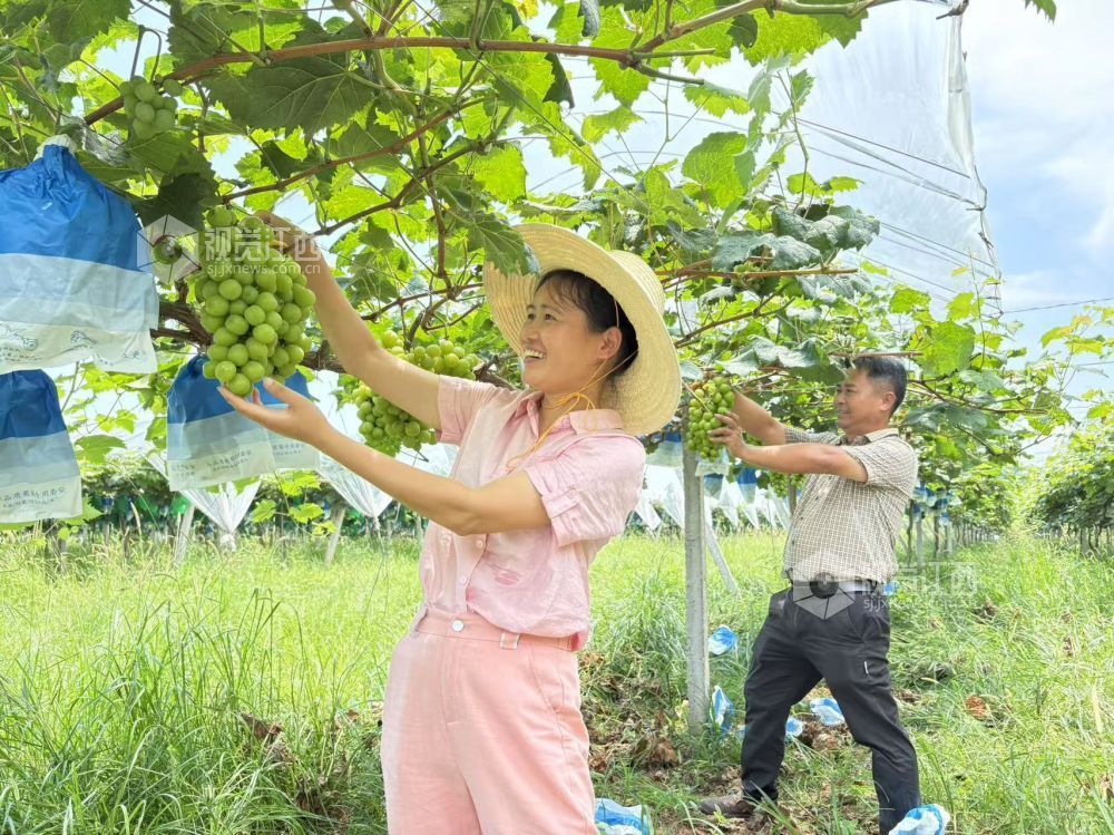 2025年7月15日，在江西省吉安市万安县潞田镇读堂村葡萄园，农民在采摘葡萄。