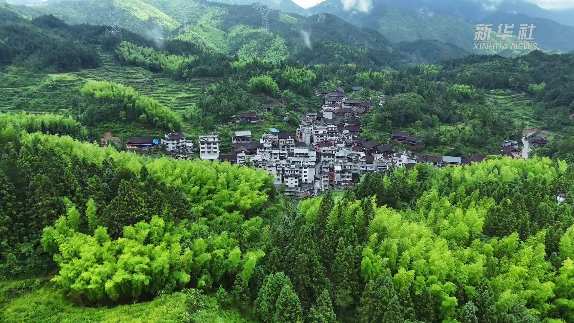 瞰中国｜福建寿宁：雨后竹韵