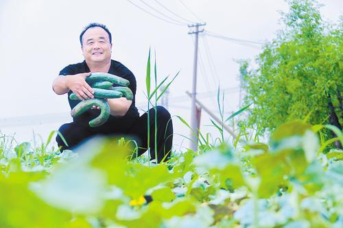 7月3日，袁振强在瓜田中采摘“蔓瓜”这一菜瓜老品种。 燕赵农村报记者 郭庆峰摄