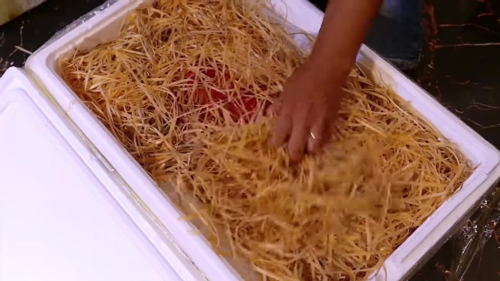 越南大厨料理巨型塔斯马尼亚帝王蟹，这个头不是一般的大