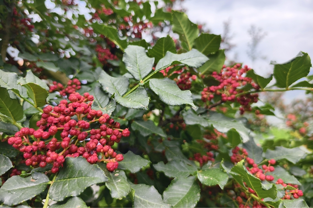 宝鸡市陈仓区召开林业产业高质量发展大会