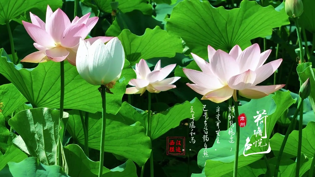 “荷”处相逢？在肃州邂逅“花”式浪漫