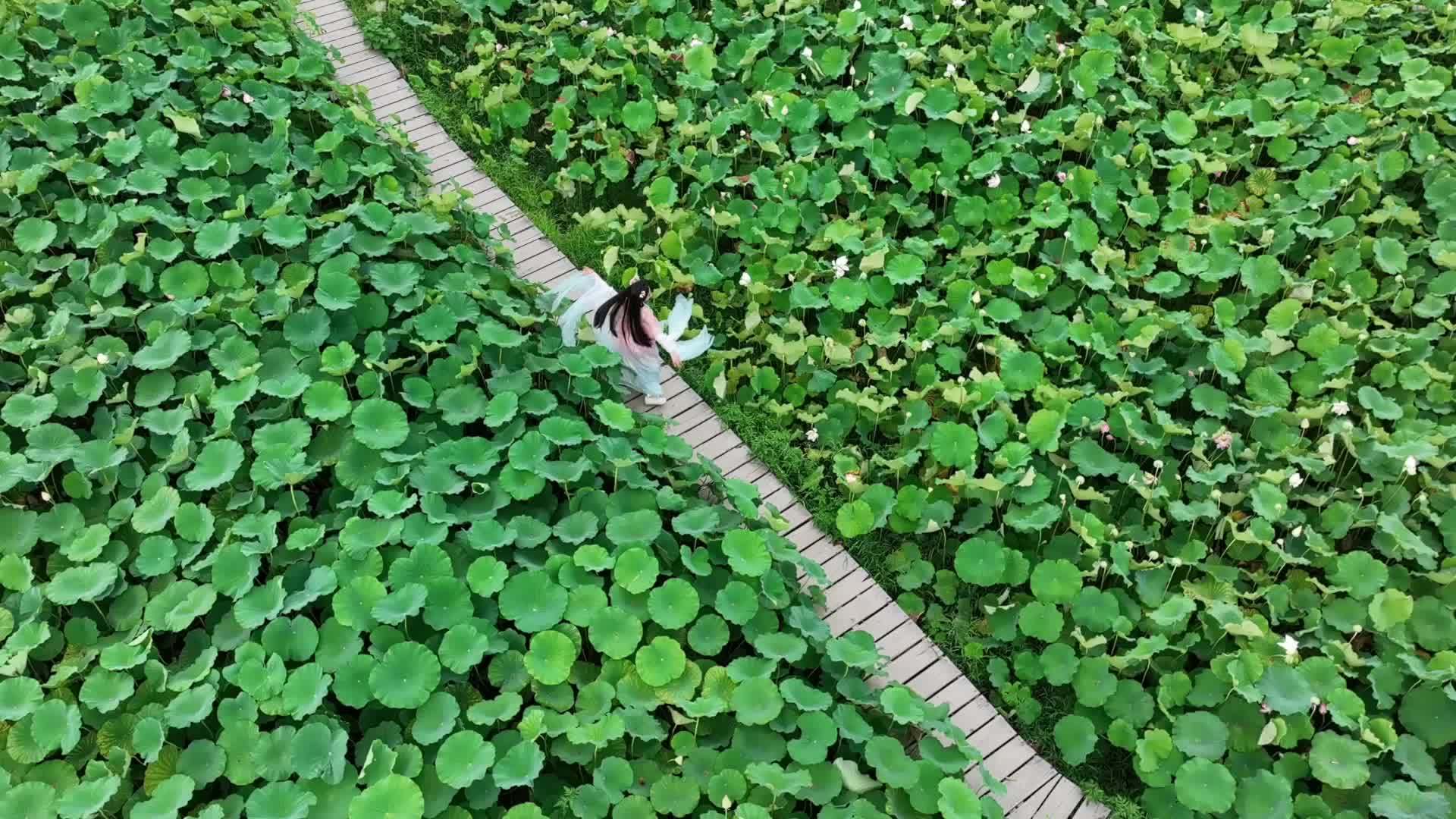 千城百县看中国｜湖南洞口：古风荷塘演绎别样夏日风情