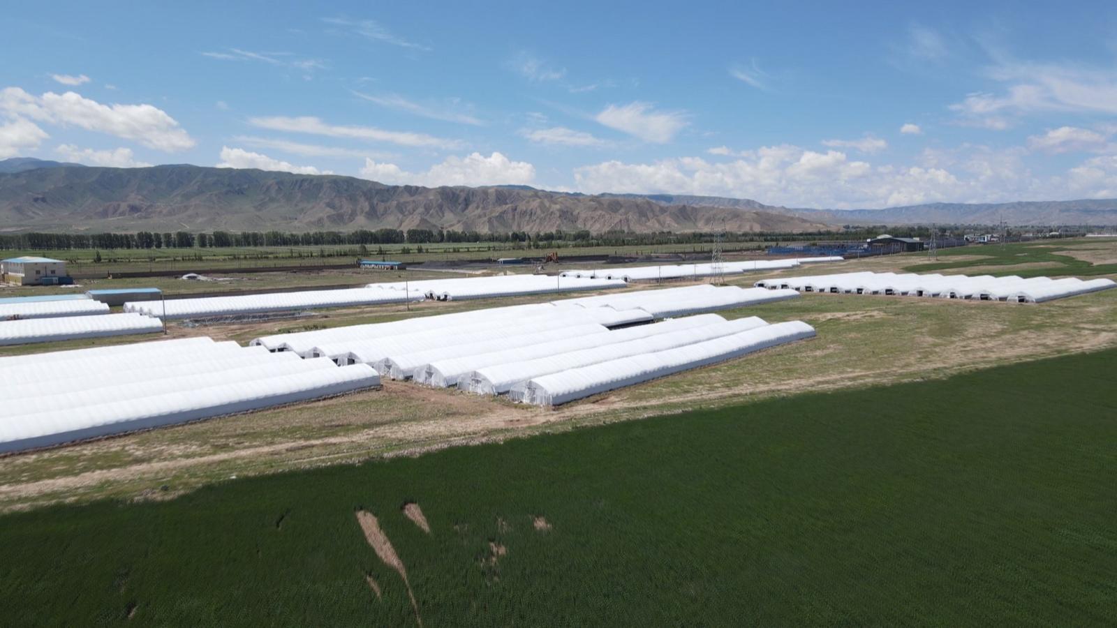 南菇北种添“蘑”力　永昌解锁乡村致富密码