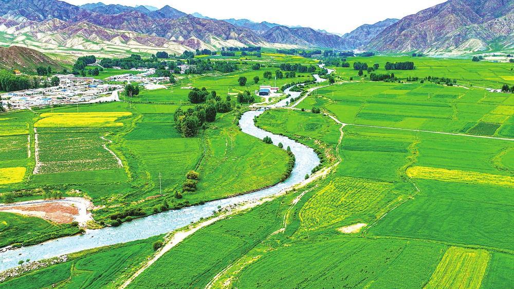 7月14日，一场小雨过后，位于祁连山下的肃南县皇城镇，万亩绿油油的大麦、小麦生长正旺，油菜花烂漫金黄，与民居、祁连山相互映衬，展现出一幅人与自然和谐共存的生态画卷。