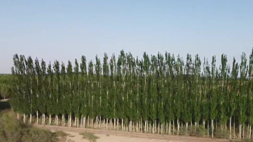 治沙者说：与风沙博弈的智慧