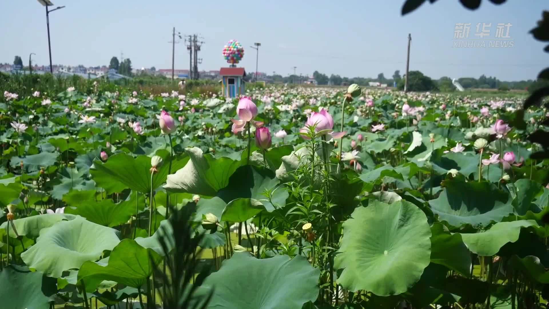 江西南昌：“水杉秘境”藏荷塘 鹭鸟翩跹夏意浓