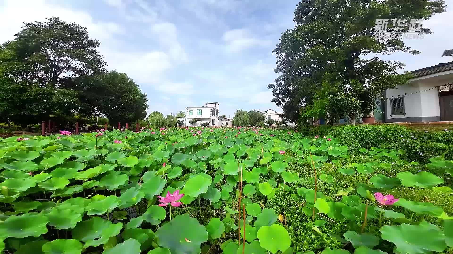 千城胜景｜云南开远荷韵乡间夏意浓