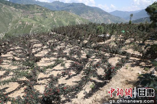 21万亩花椒喜获丰收　刘玉玺　摄