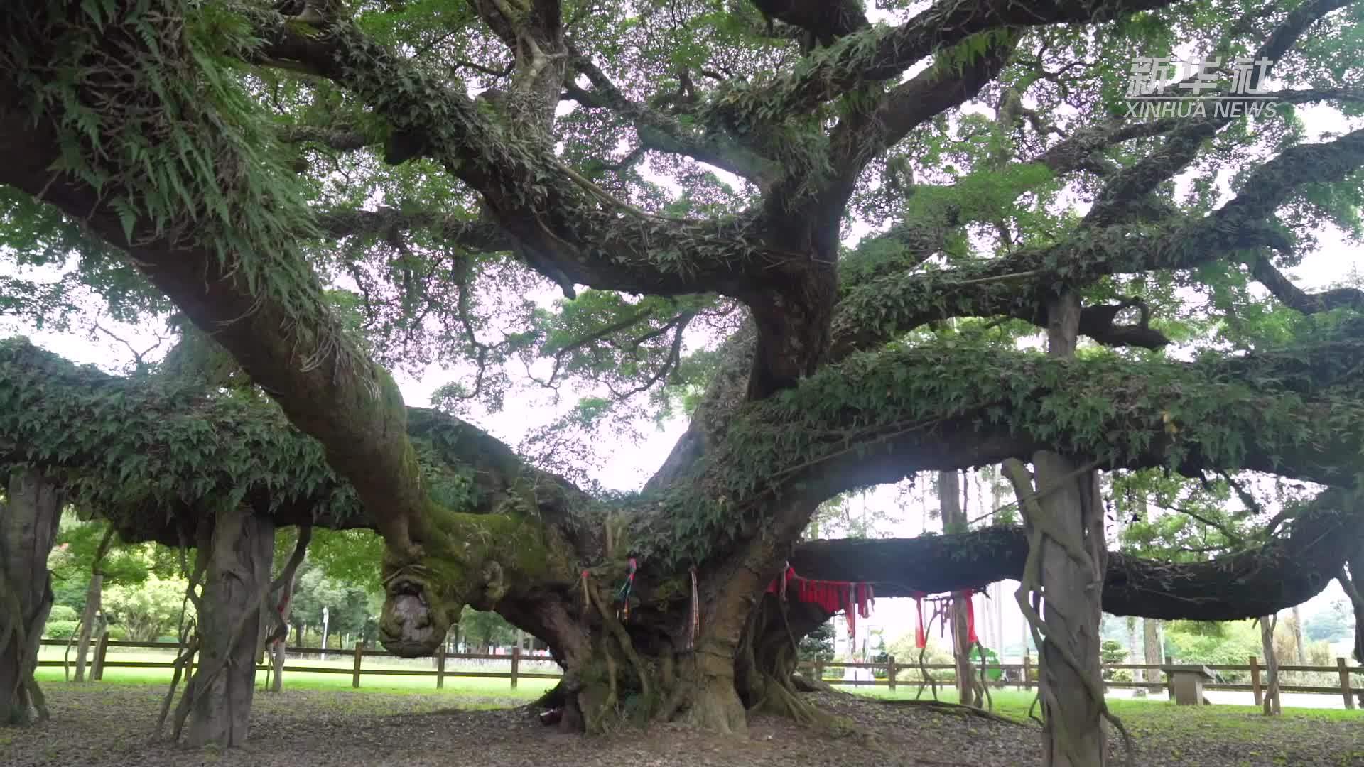 城・事｜守榕城绿意 续榕树记忆
