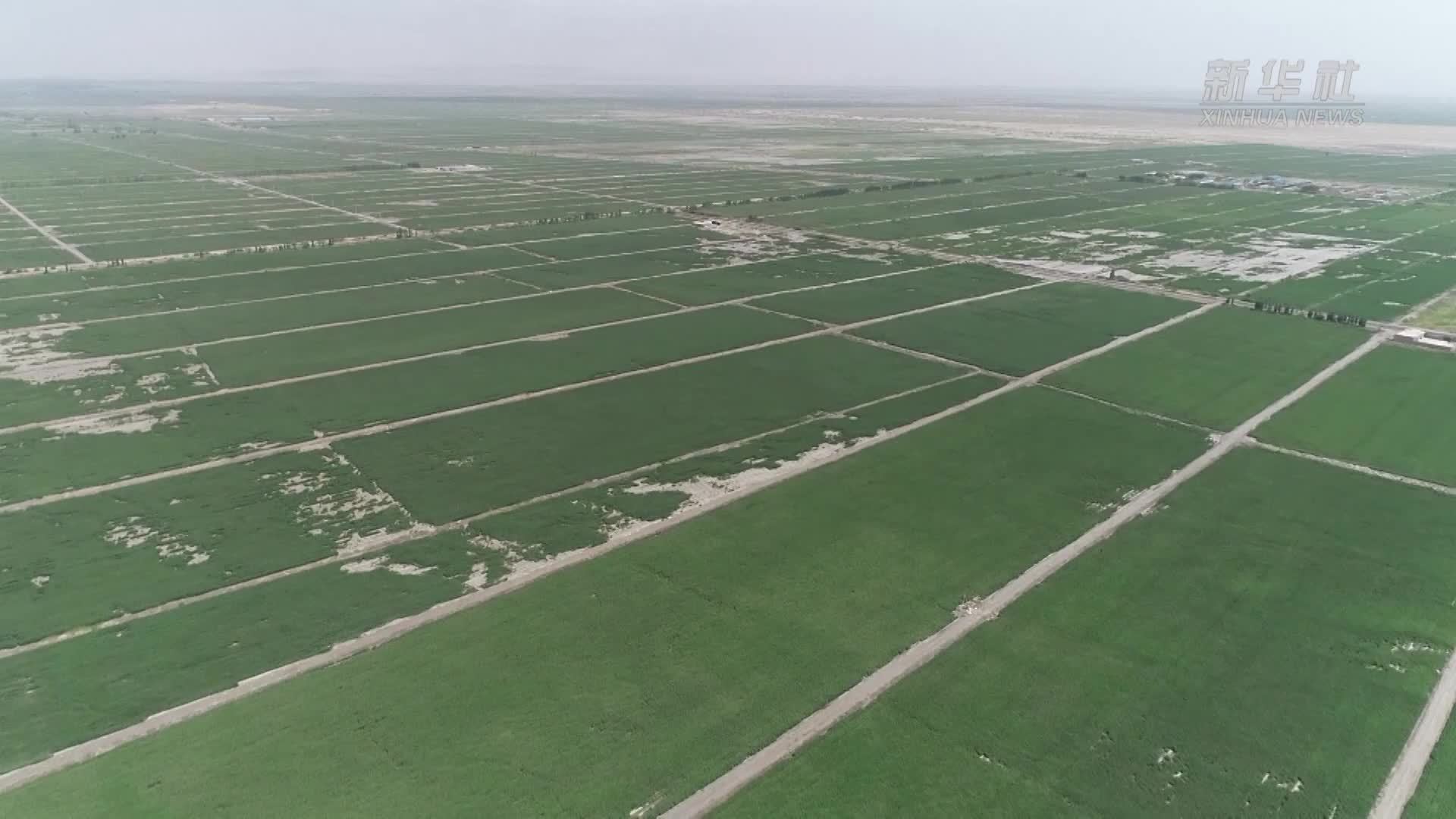 新疆轮台县：百万亩棉田进入盛花期  科技田管超省力